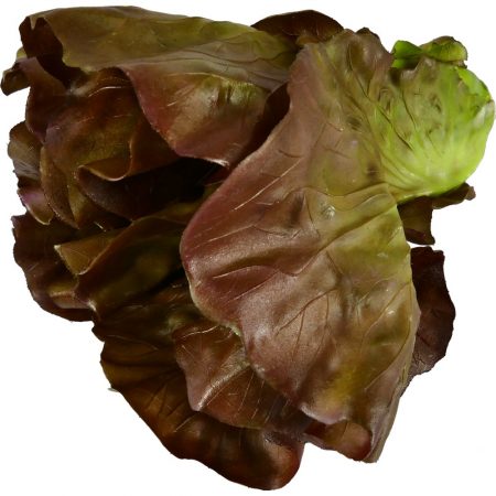 RÉPLICA LECHUGA HOJA DE ROBLE, Replica de comida, comida ficticia, alimentos ficticios, fake food, sampuru, réplica de alimentos, alimentos de plástico decorativos, imitación de comida, imitación de alimentos, alimentos no perecederos, Imitación y alimentos ficticios