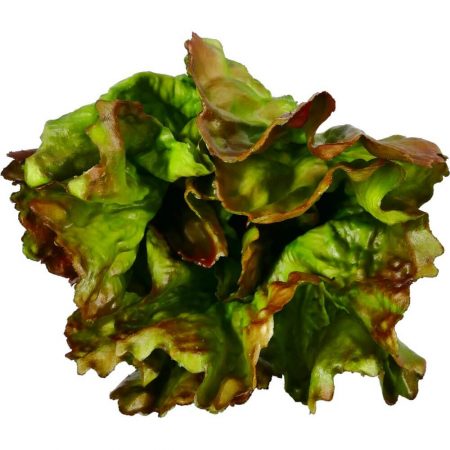 RÉPLICA LECHUGA HOJA DE ROBLE Ø 18X17CM,comida ficticia, alimentos ficticios, fake food, réplica de comida, réplica de alimentos, alimentos de plástico decorativos, imitación de comida, imitación de alimentos, alimentos no perecederos, Imitación y alimentos ficticios.